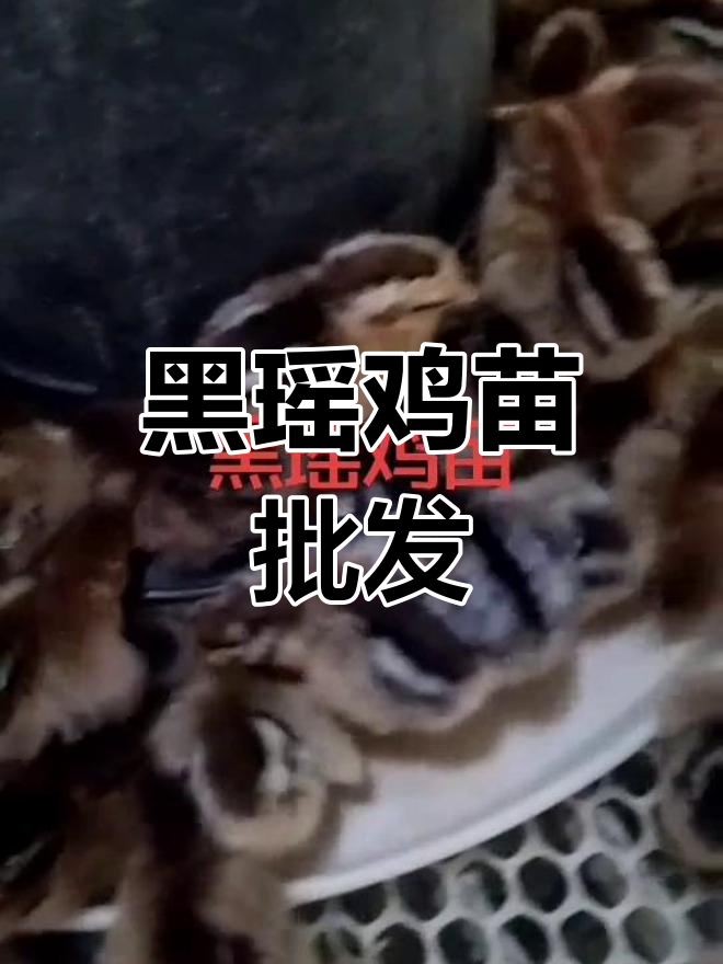 潍坊昌乐黑瑶鸡苗供应