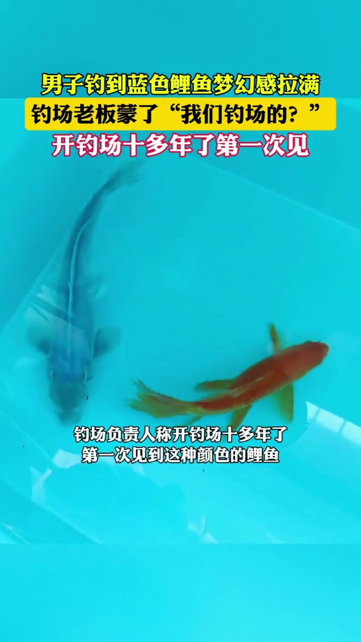 罕见!男子钓到蓝色鲤鱼梦幻感拉满,老板:开钓场十多年了第一次见