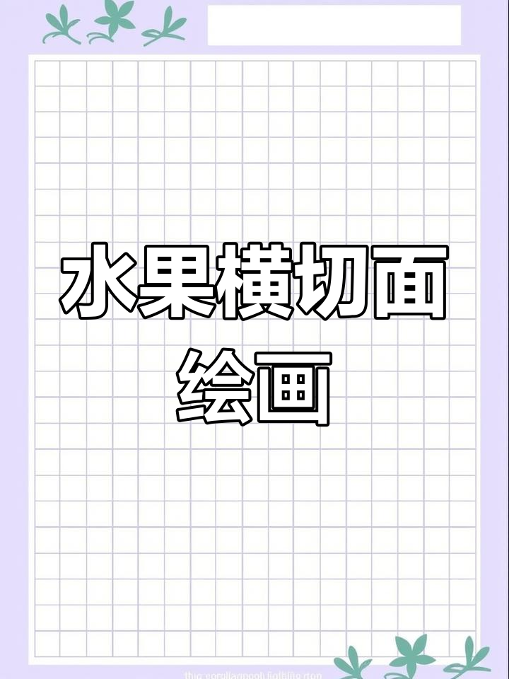 火龙果横切面与线条艺术