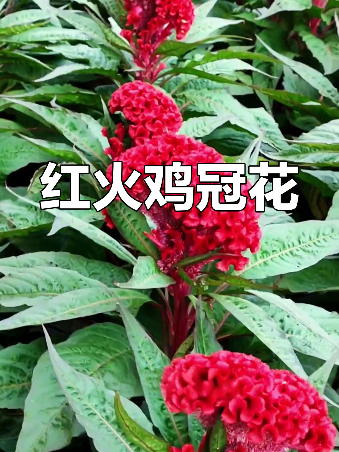 鸡冠花红得像珊瑚,阳台小院必备!