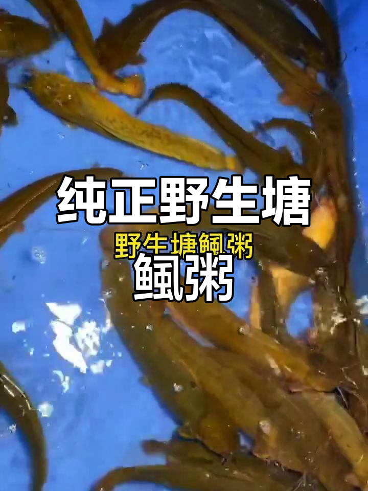 番禺夜猫烧烤,野生塘鲺粥卖完等下次