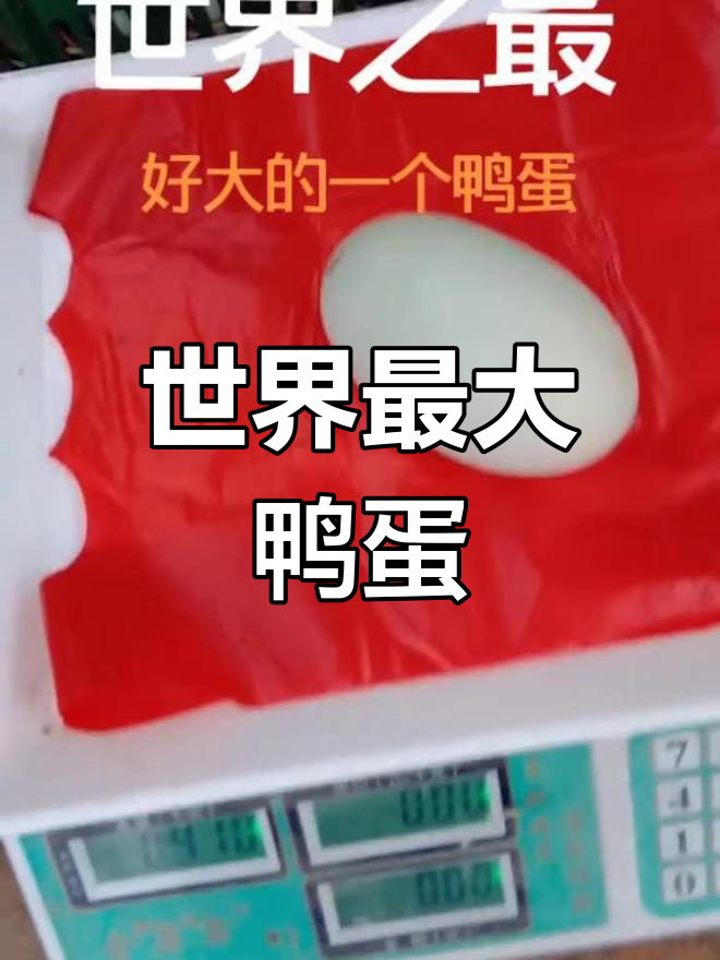 超大鸭蛋,重达半斤!