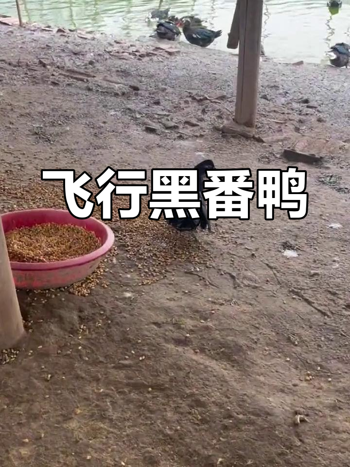 黑番鸭会飞,肉质鲜美,重达十多斤