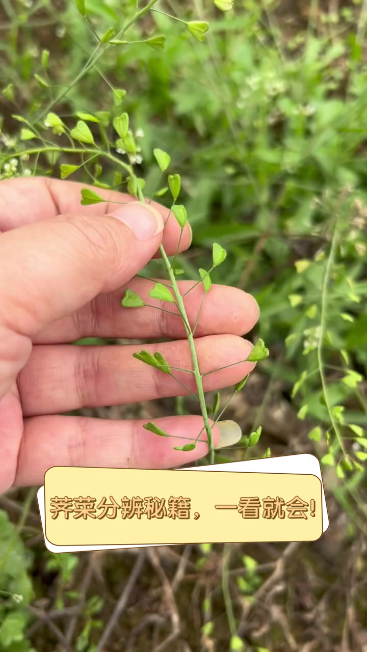 荠菜分辨秘籍,一看就会!