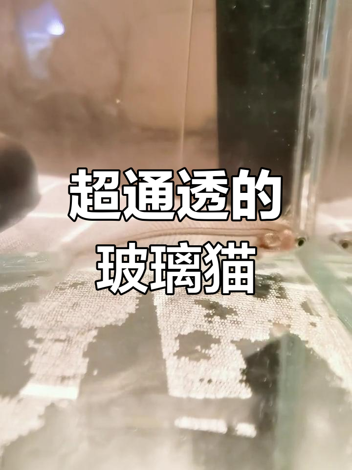 透明玻璃猫鱼,竟然能活这么久!
