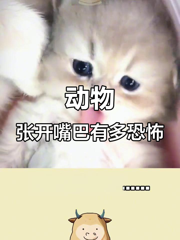 动物们张嘴的瞬间,鲨鱼、企鹅和猫咪的反应大揭秘