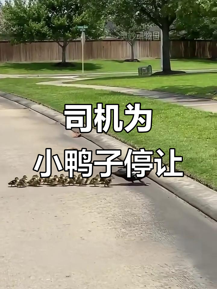鸭妈妈带娃过马路，司机暖心停车等待