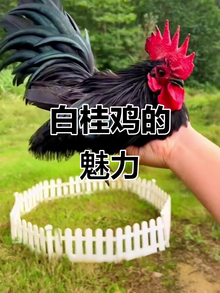 泰国白桂鸡:小巧玲珑,美丽如火,你愿意养几只?