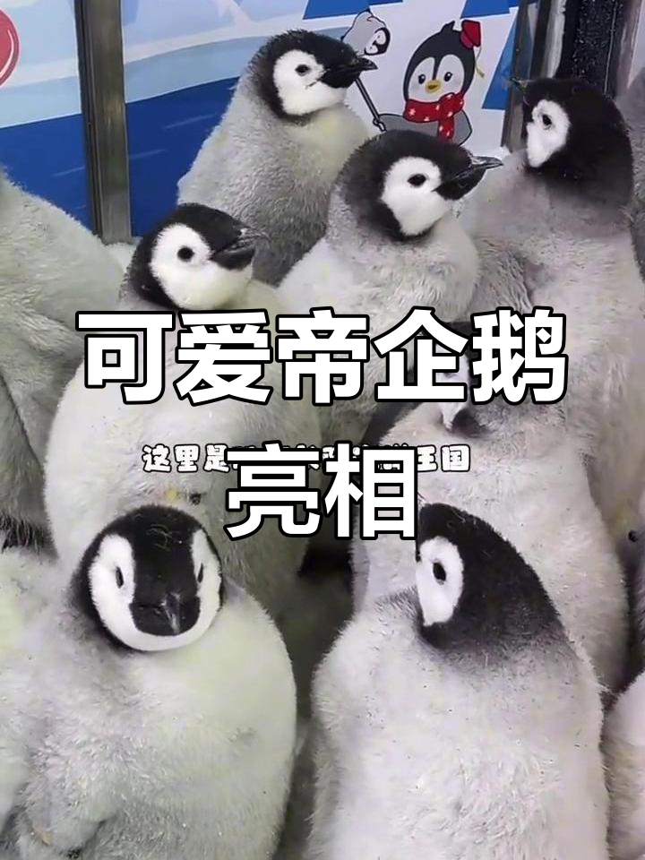 珠海长隆海洋王国帝企鹅宝宝开园啦