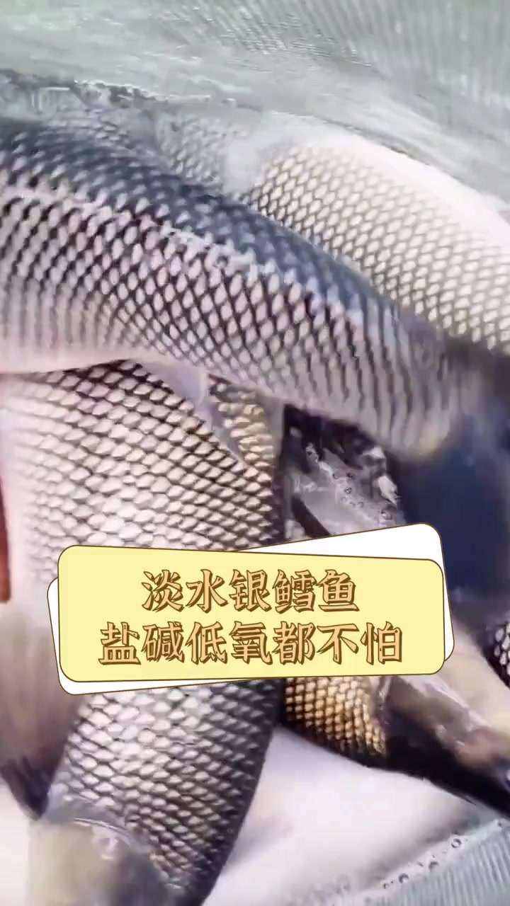淡水银鳕鱼,盐碱低氧都不怕