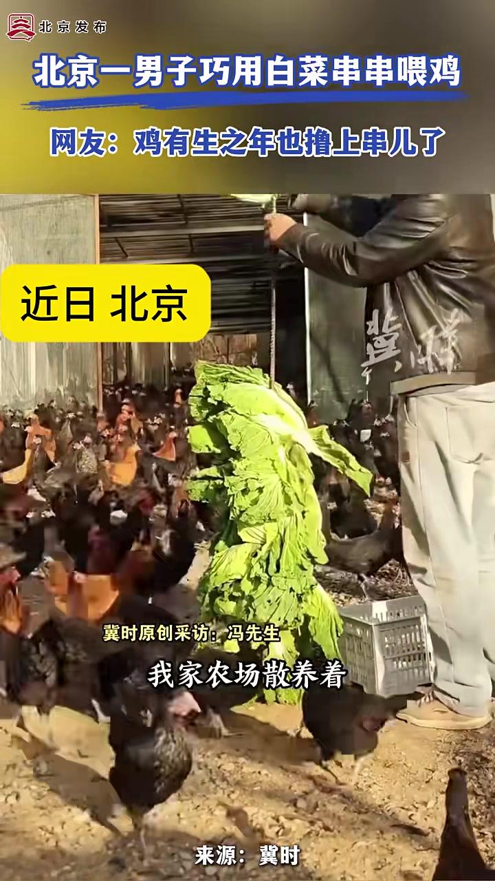 北京一男子巧用白菜串串喂鸡,网友:鸡有生之年也撸上串儿了 北京 本地新闻