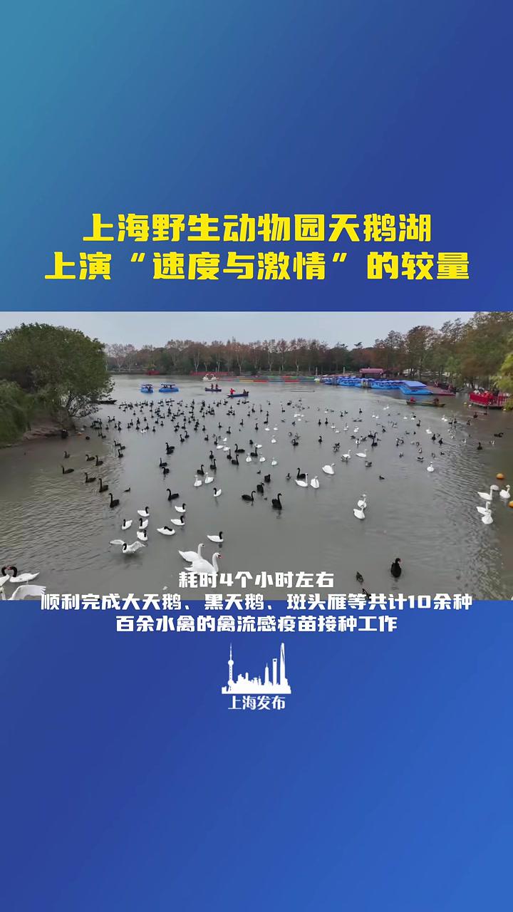 让每一只鸟儿都可以健健康康过冬天!每年春秋两季,上海野生动物园便会组织开展天鹅湖及水域中的