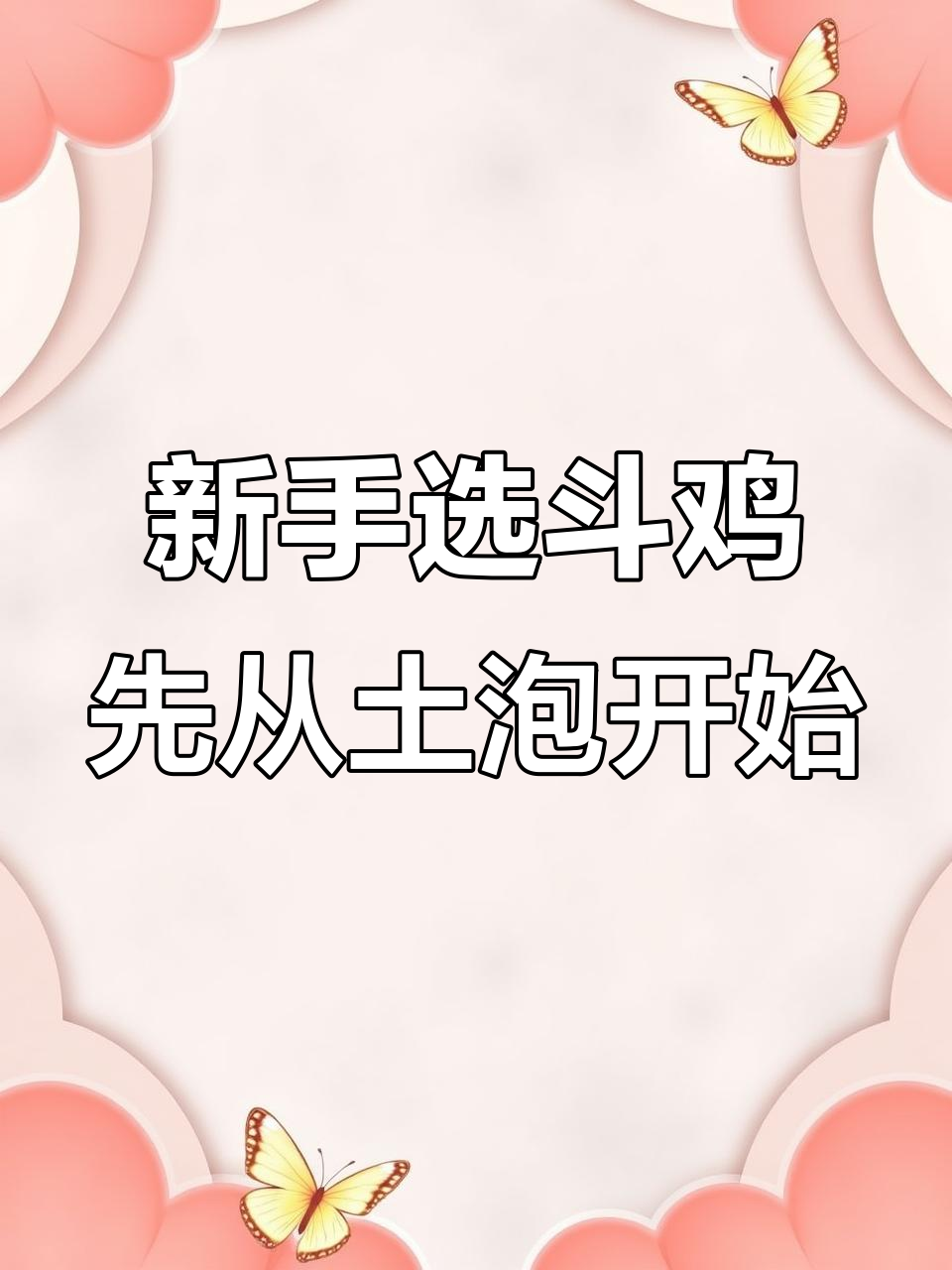 越南斗鸡与串子新手如何选择?土泡更适合入门