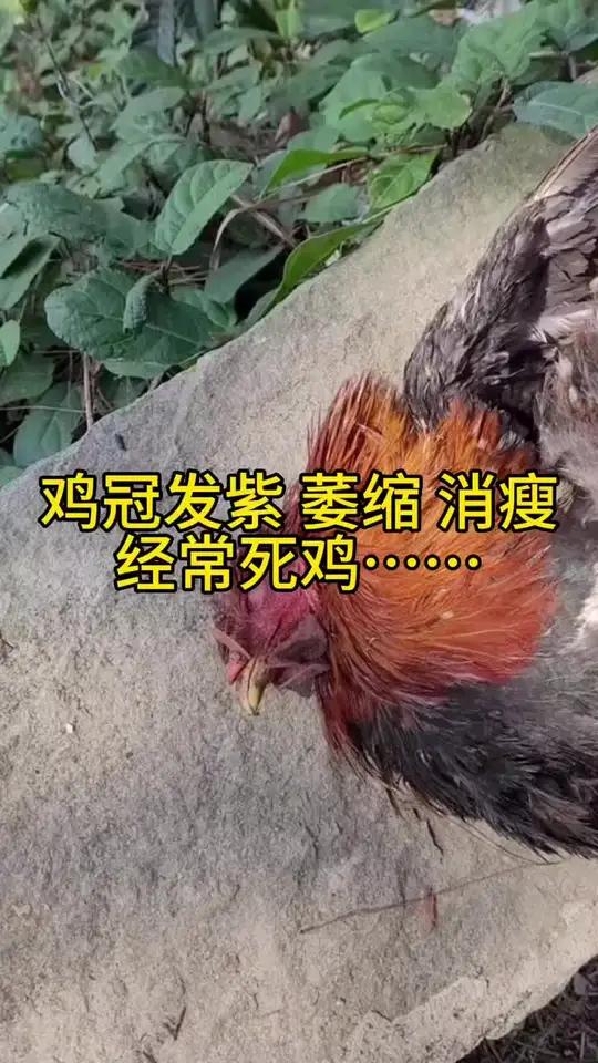 鸡冠发紫,萎缩,消瘦,经常死鸡咋回事?李莉讲养殖 李莉分享养殖 李莉聊养殖 鸡冠发紫 鸡群