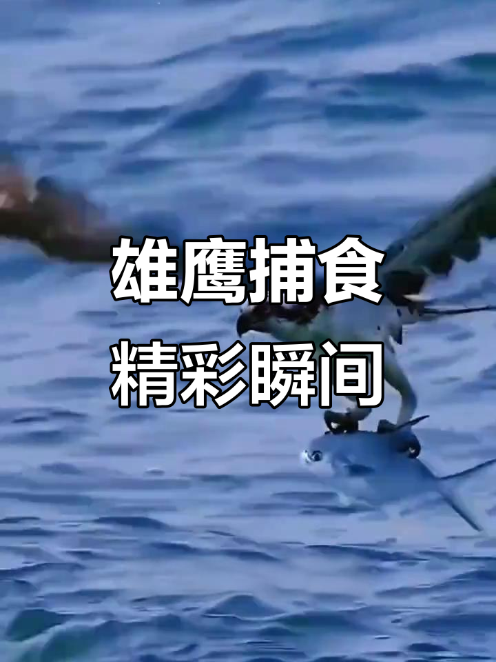 雄鹰搏击长空,勇猛抓鱼震撼来袭