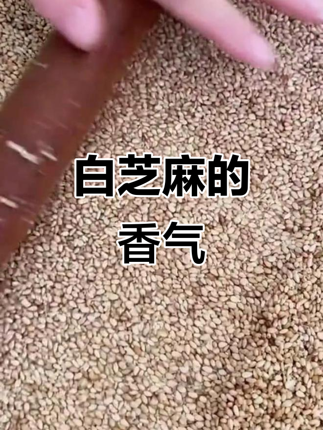 炒熟白芝麻,香气扑鼻,做菜调味必备
