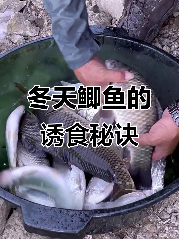冬季鲫鱼吃什么?揭秘钓友必备红虫饵