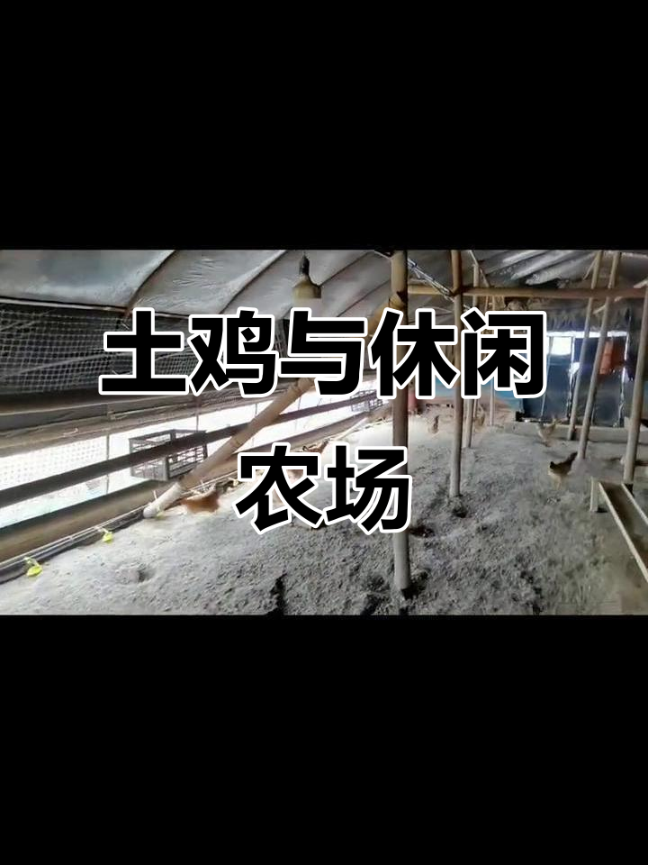 明天送500只土鸡到萧山,体验钓鱼、烧烤乐趣!