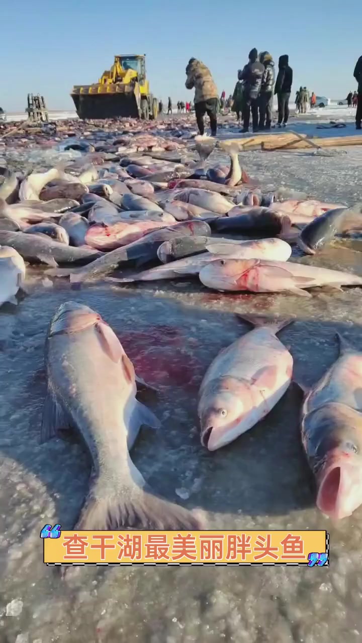 查干湖最美丽胖头鱼