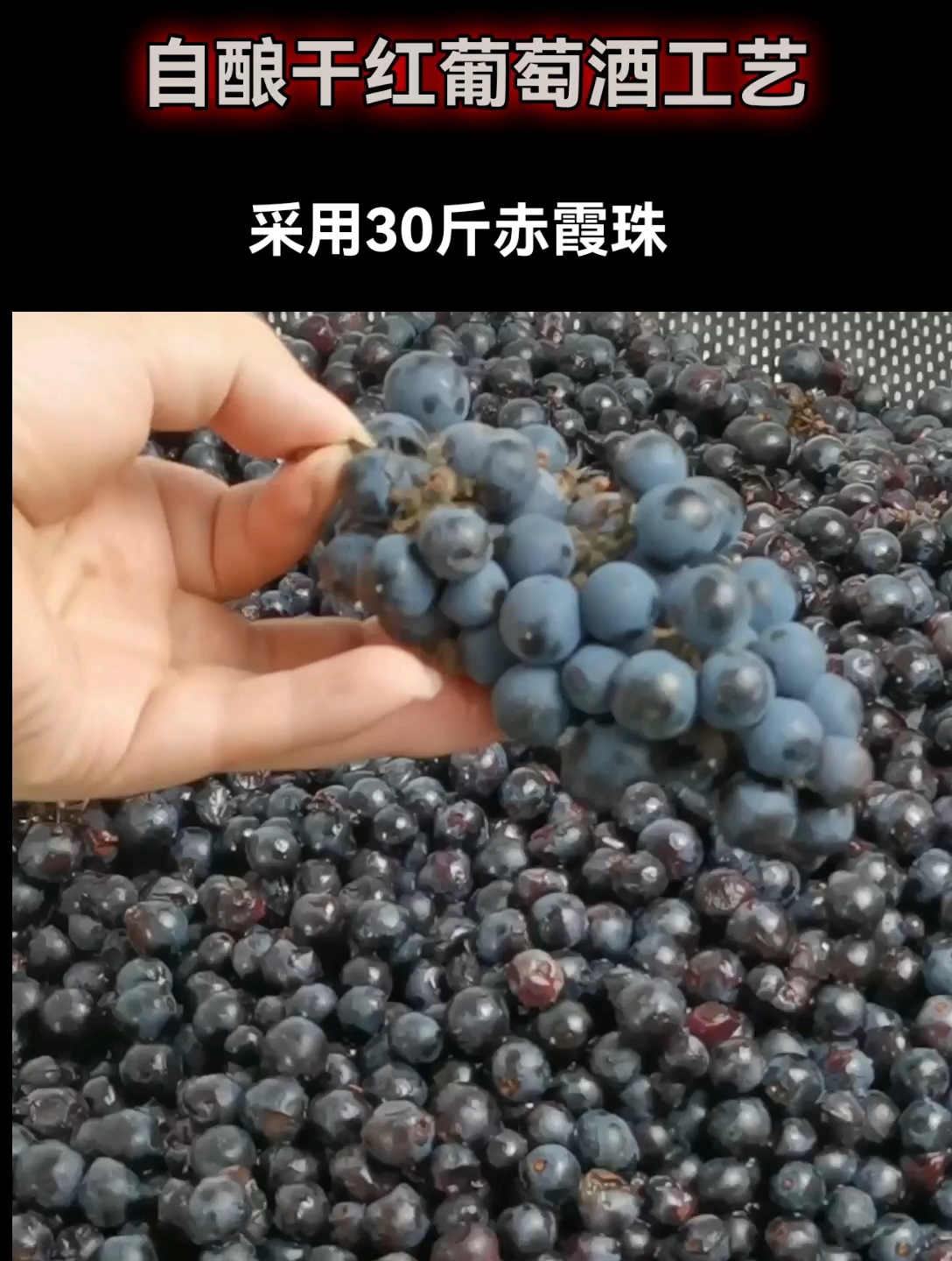 自酿干红葡萄酒工艺