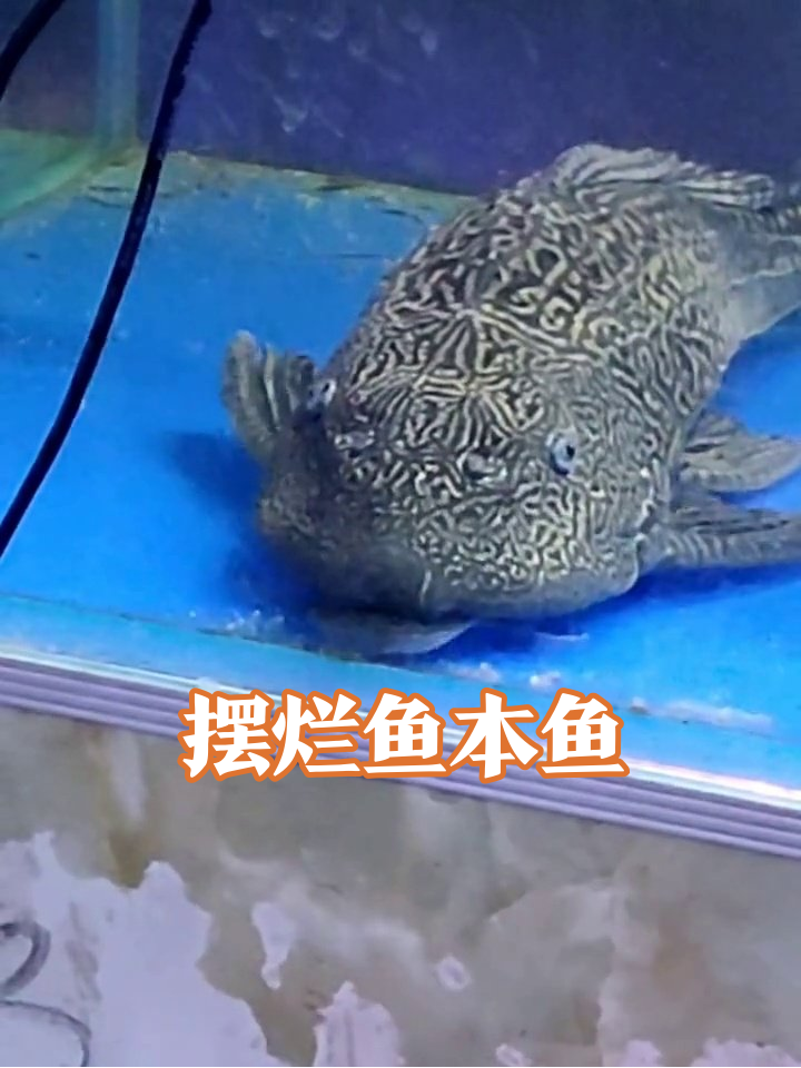 清道夫鱼凭实力躺平,网友:这不就是我上班的样子!