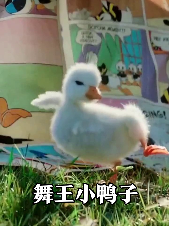 小鸭子偷偷练舞?单脚站立劈叉样样行,萌翻了!