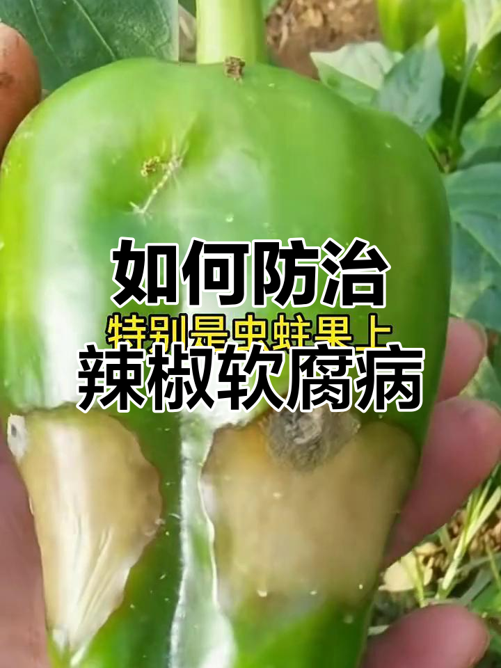 夏季辣椒软腐病高发,如何预防减产?