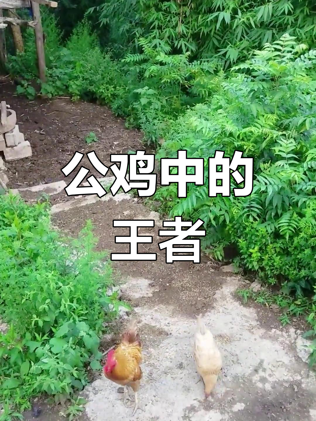 农村散养公鸡,战斗机般的存在!
