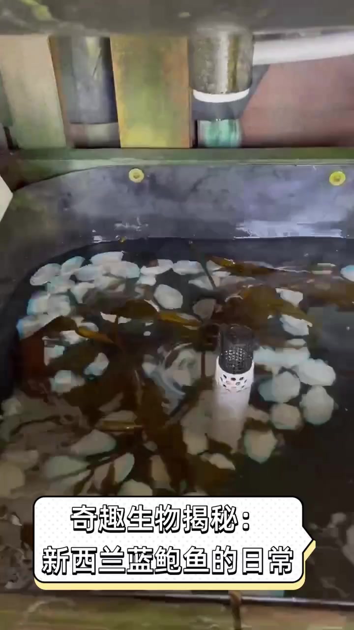 奇趣生物揭秘:新西兰蓝鲍鱼的日常