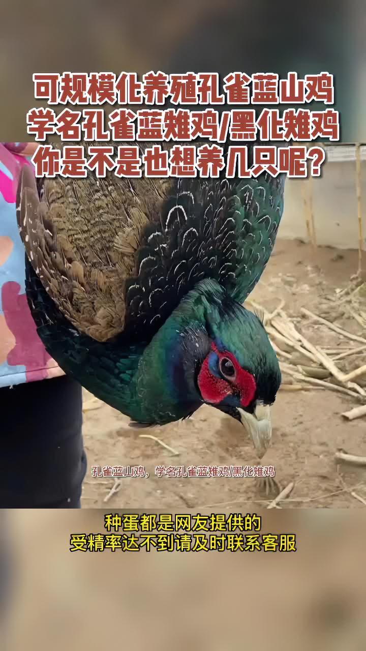 新农人计划2022 云枫教你学养殖 我的乡村生活 孔雀蓝山鸡 三农 农村生活 新农人计划 