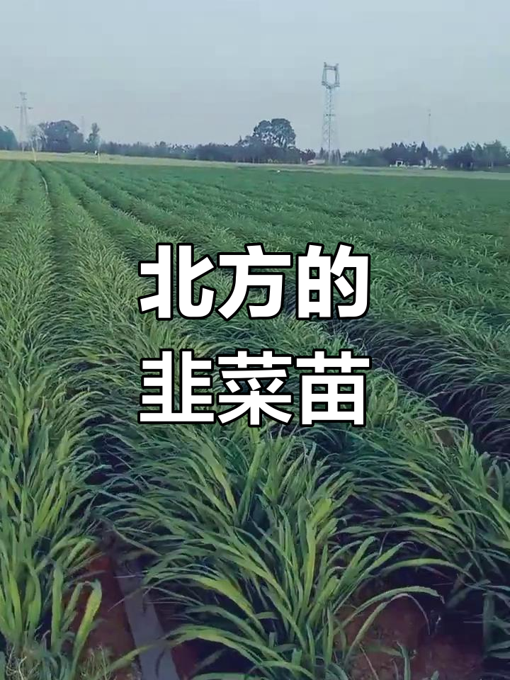 北方韭菜和南方不一样,看看这幼苗有啥不同