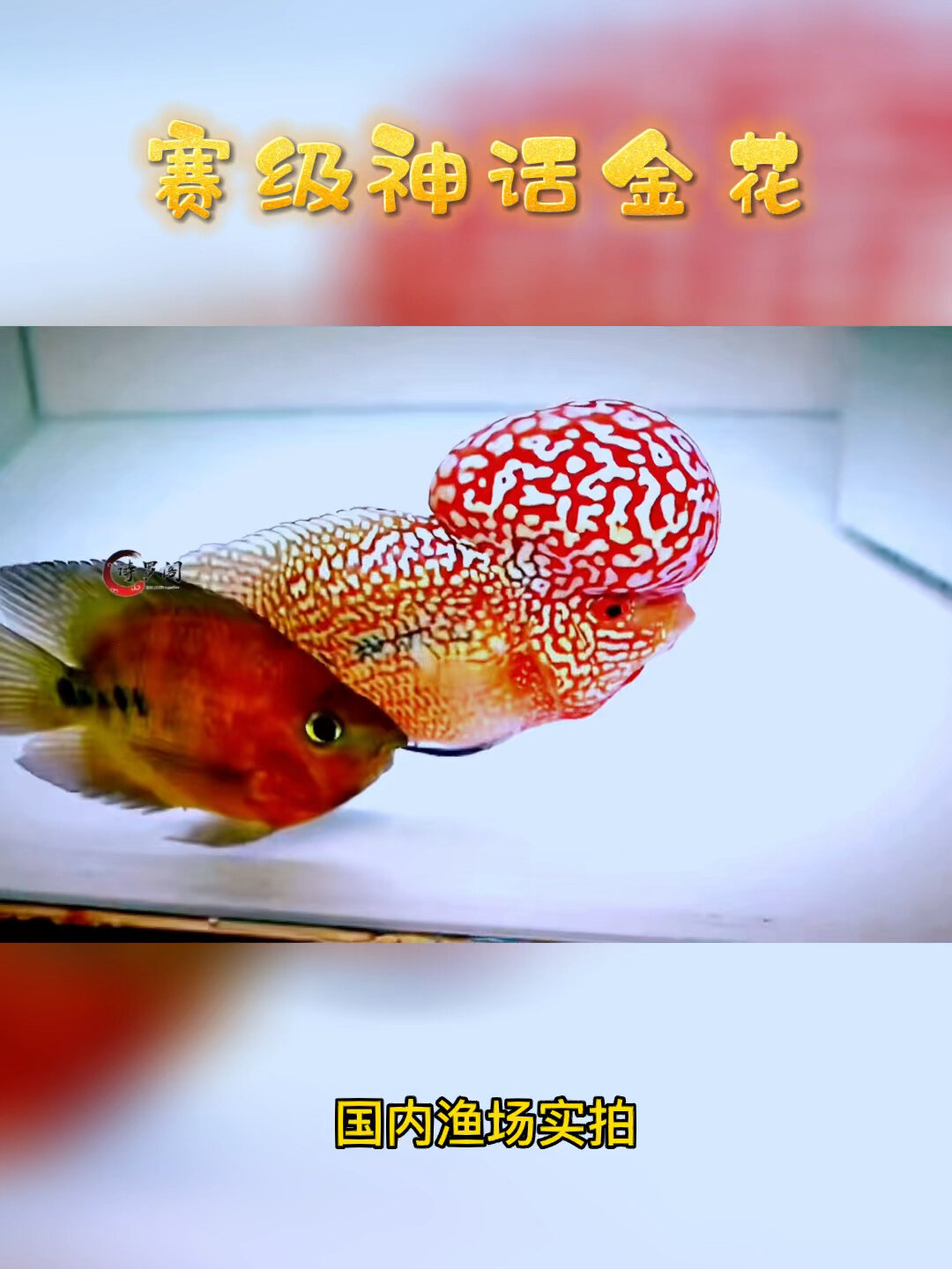 泰国赛级神话金花泰金罗汉鱼,巨型水头,霸气