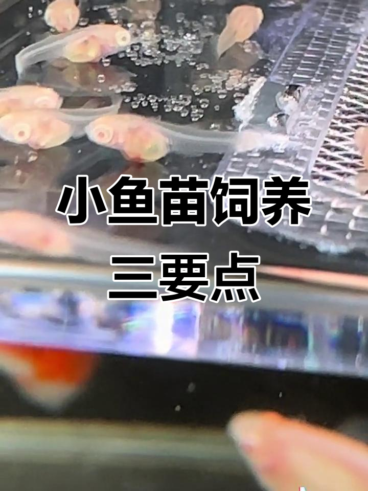 小鱼苗养殖三大注意事项,掌握这些让它们健康快速成长