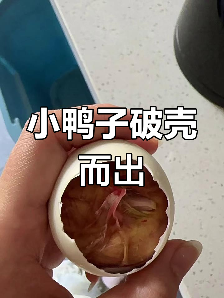非洲红嘴雁鸭蛋孵化,小鸭子萌态十足