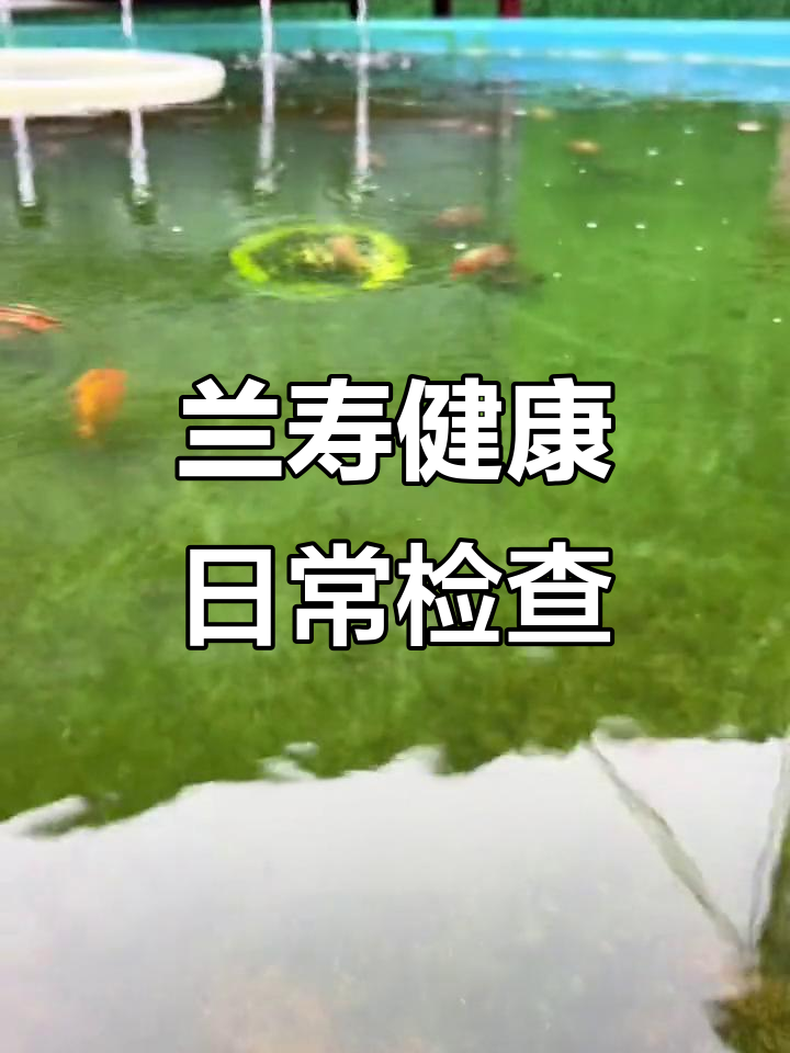 兰寿金鱼健康观察:如何判断腮病