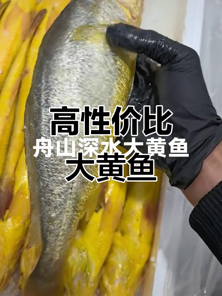 舟山深水大黄鱼，鲜美又实惠，送礼自用两相宜