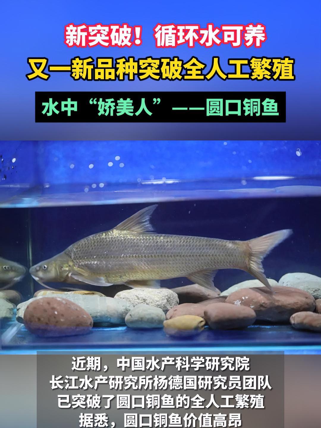 又一新品种突破全人工繁殖!水中“娇美人”——圆口铜鱼 圆口铜鱼 水产养殖 三农