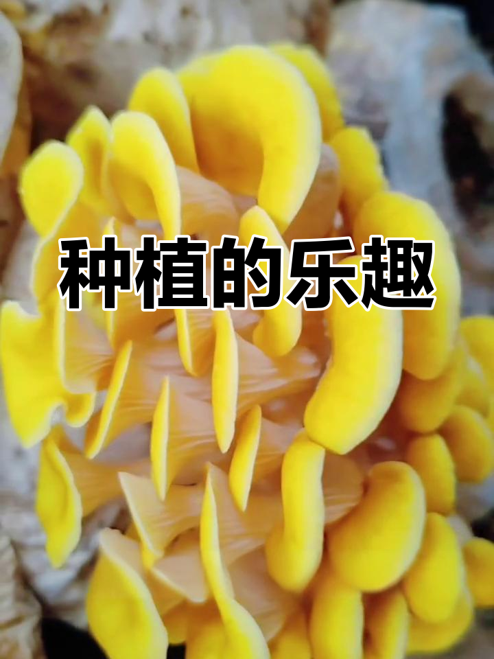 无论新手老手,鸡油菌种植都能让你收获满满成就感