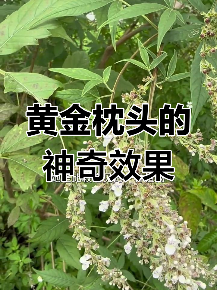 黄荆的应用价值与功效