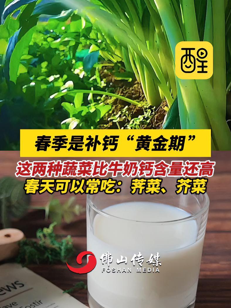 春季是补钙“黄金期 ”,这两种蔬菜比牛奶钙含量还高 春天可以常吃:荠菜、芥菜(编辑:黎晓彤
