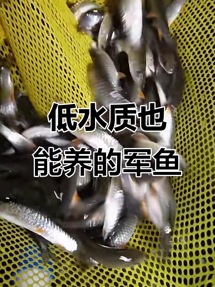 军鱼养殖轻松入门,水质要求不高,群居性强