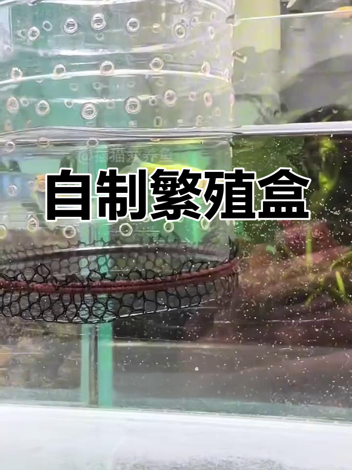 自制繁殖盒,轻松繁育蝶翼斑马鱼,省钱又有趣!