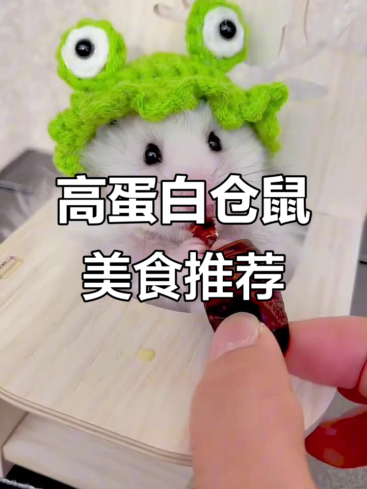 鼠鼠最爱的高蛋白食物大揭秘,虾、蚕蛹和鸡蛋全上榜!