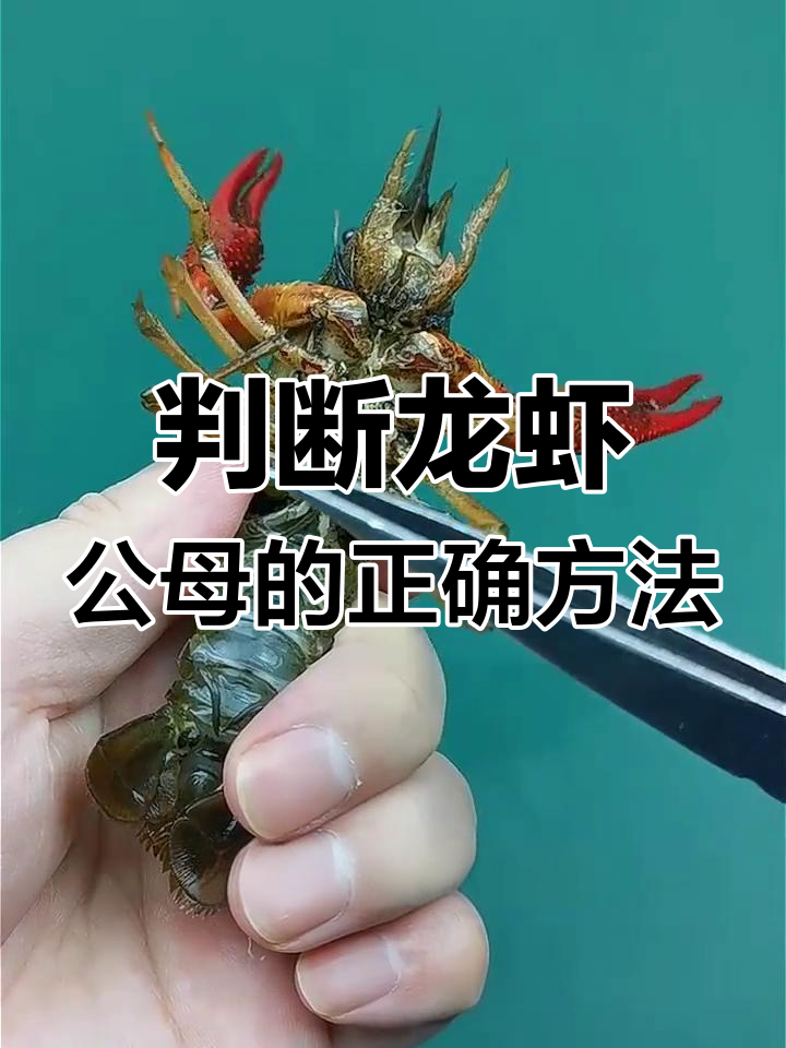 如何正确分辨小龙虾公母?肚皮朝上才是关键