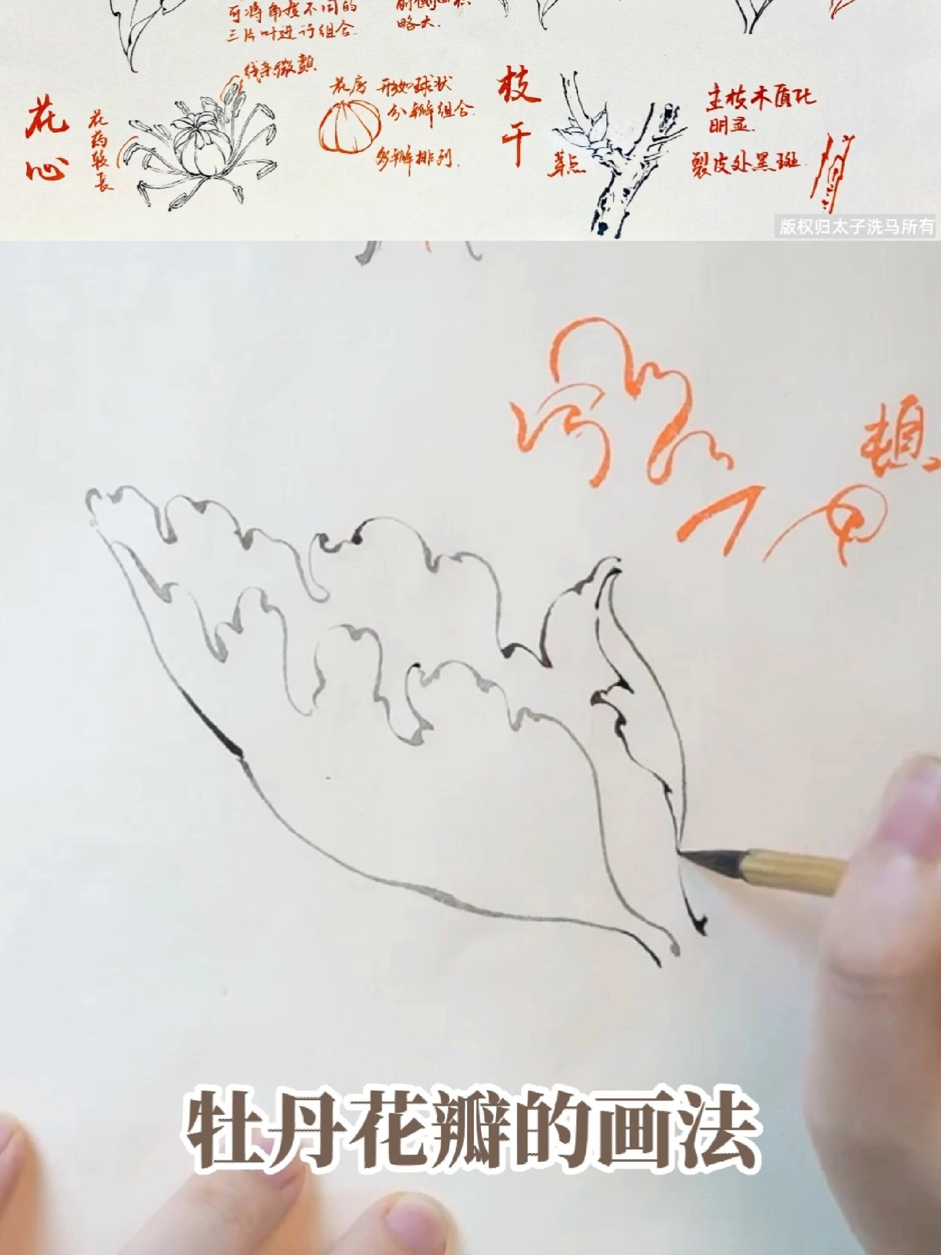 国画教程|白描牡丹花瓣的画法