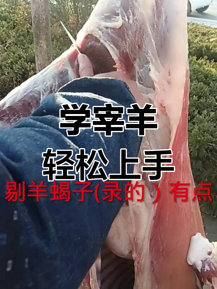 宰羊技巧大揭秘,轻松掌握羊肉分割法