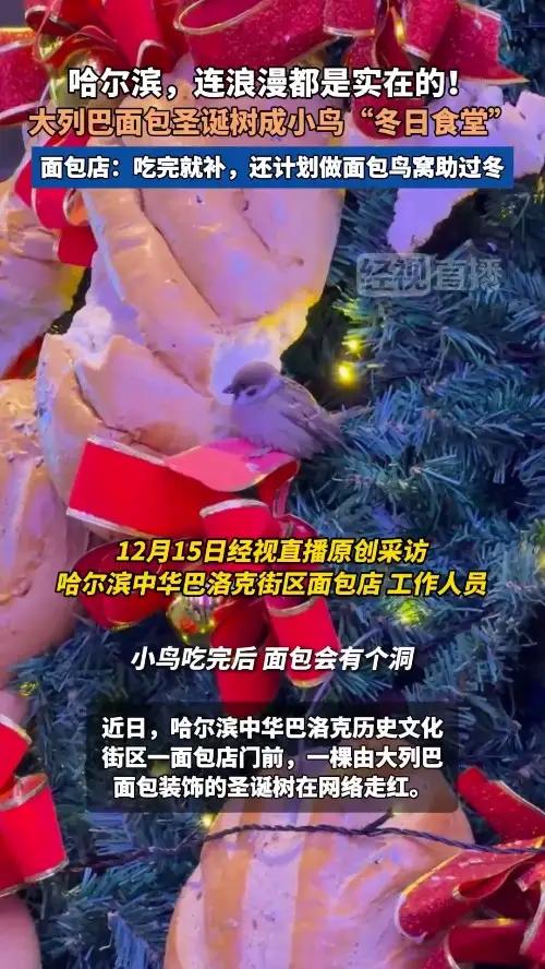 哈尔滨,连浪漫都是实在的!大列巴面包圣诞树成小鸟“冬日食堂”