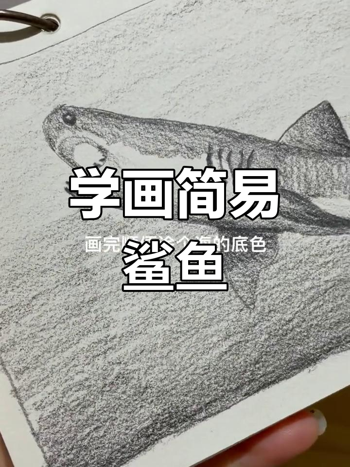 画出简单鲨鱼,零基础也能轻松上手
