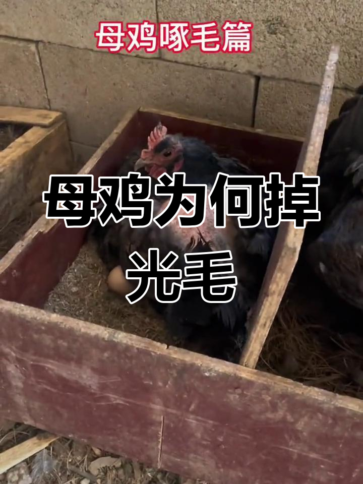 母鸡掉毛的三大原因