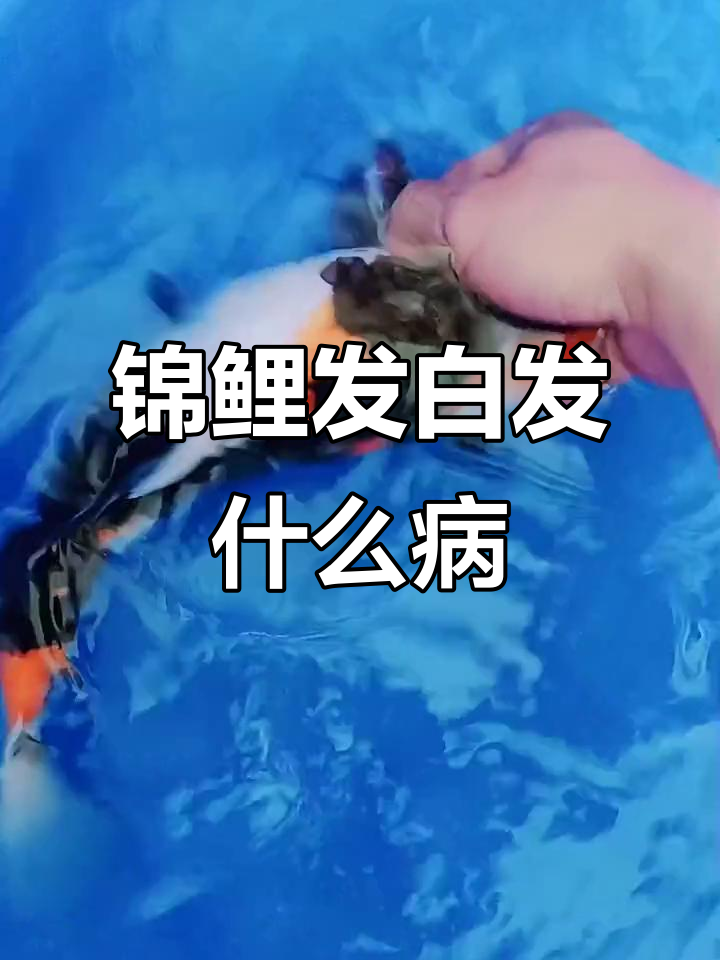 锦鲤发白症状解析:肚疮病与小白点病的区别及治疗方法